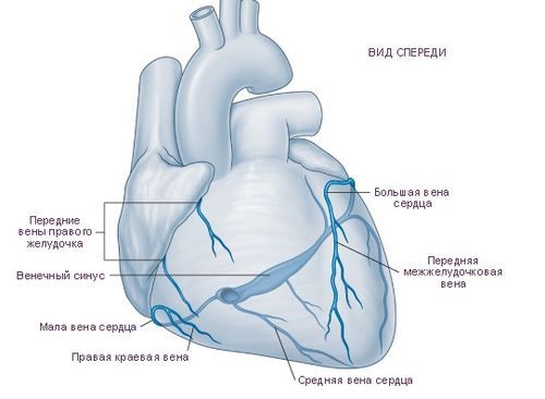 Коронарные артерии сердца - кровоток, венечные артери