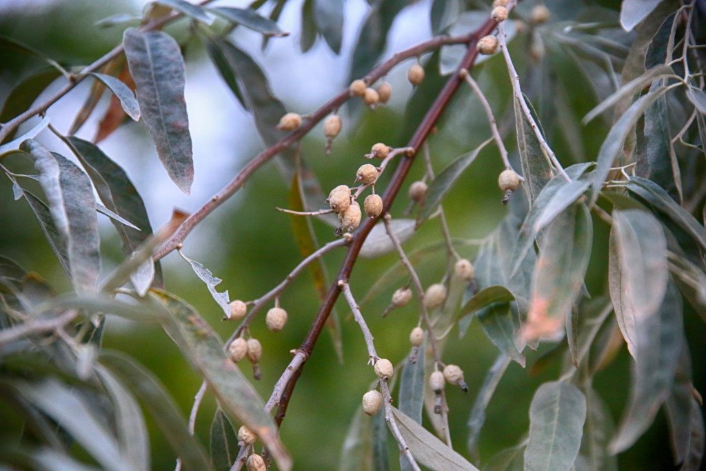 Лох виды. Джигида ягода. Лох колючий растение. Elaeagnus macrophylla. Elaeagnus Tonkinensis.