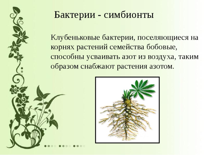 Бактерии симбионты картинки